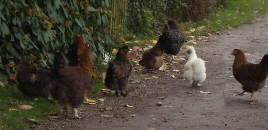 Chickens Jarman Farm